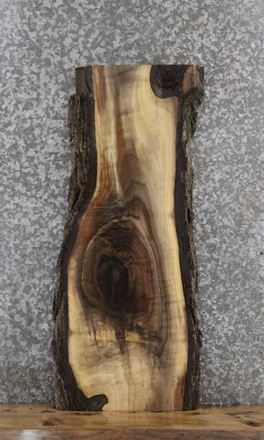 Black Walnut Live Edge End Table/Wall Art 1810